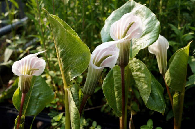 Arisaema candidissima