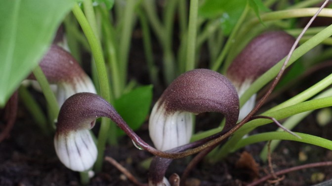 Arisamea proboscideum 4751