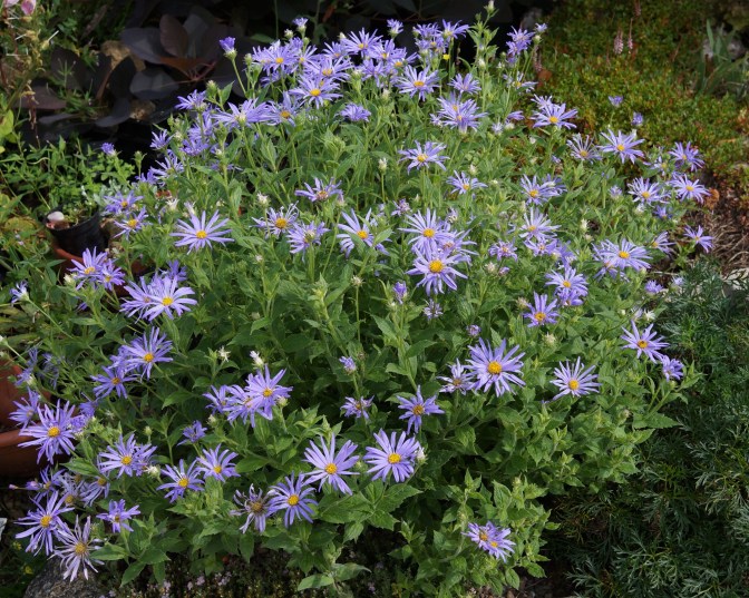 Aster thomsonii 'Nanus'