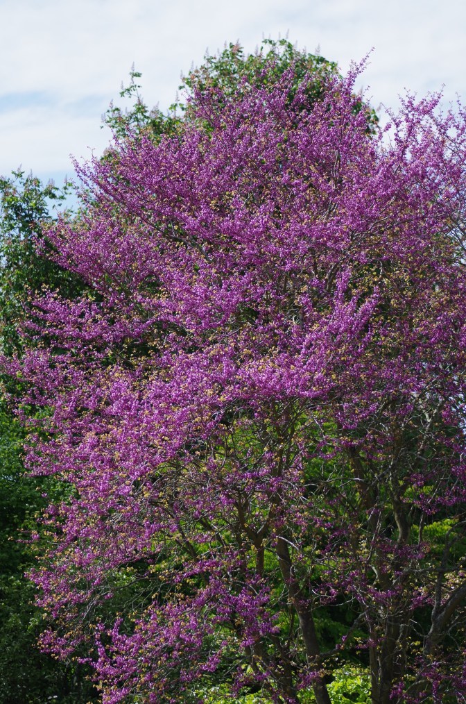 Cercis siliquastrum