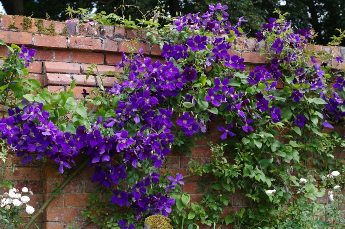 Clematis jackmanii superba