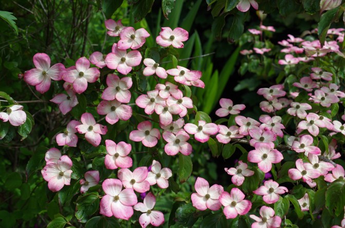 Cornus kousa 'Satomi'