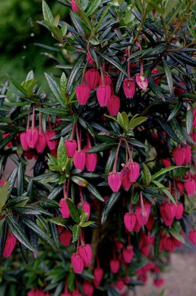 Crinodendron hookerianum