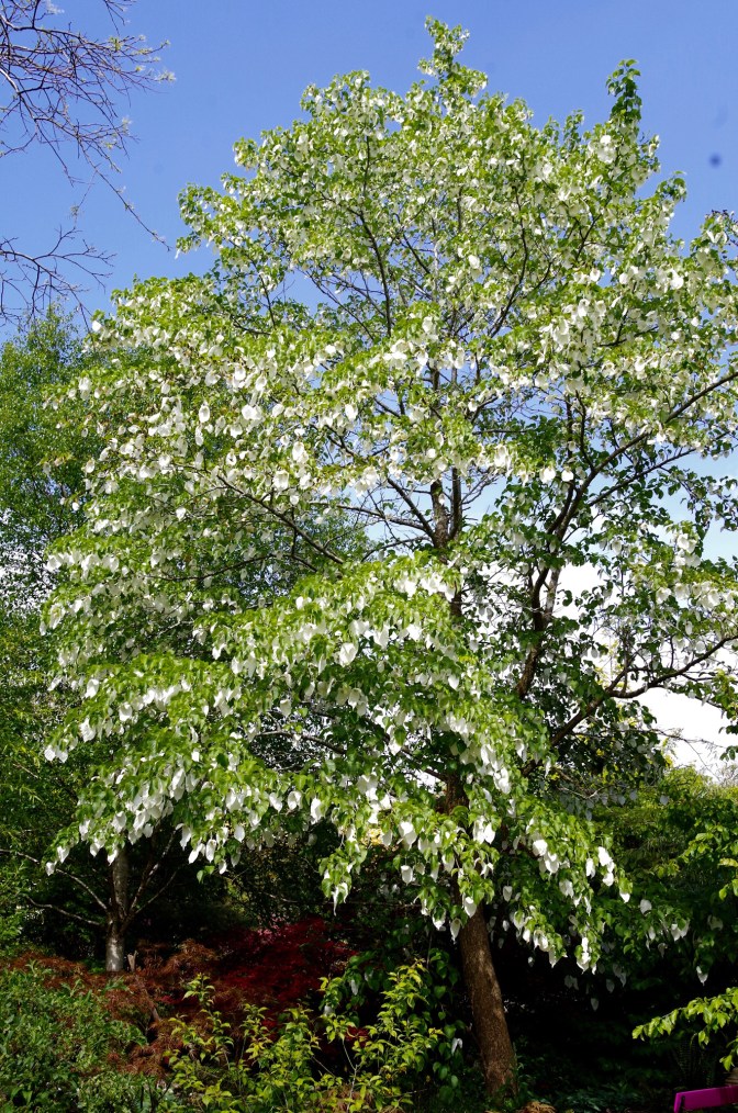 Davidia involucrata