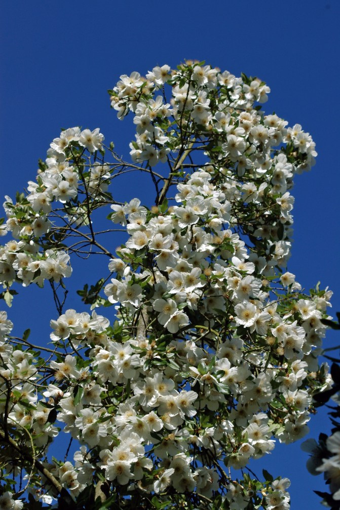 Eucryphia x nymansay 2 4434