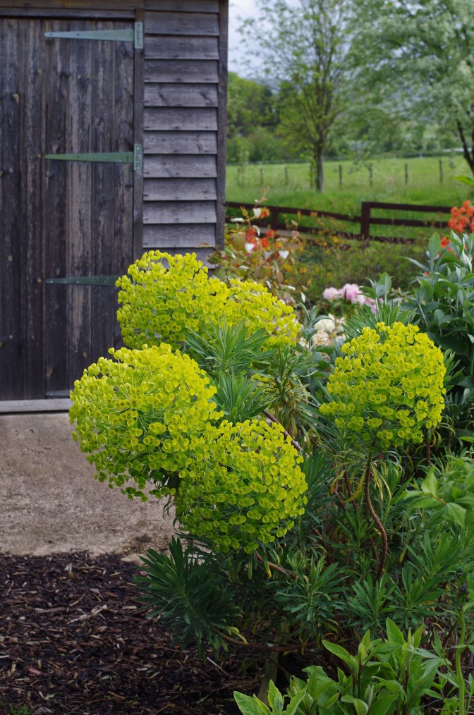 Euphorbia-characais-4530