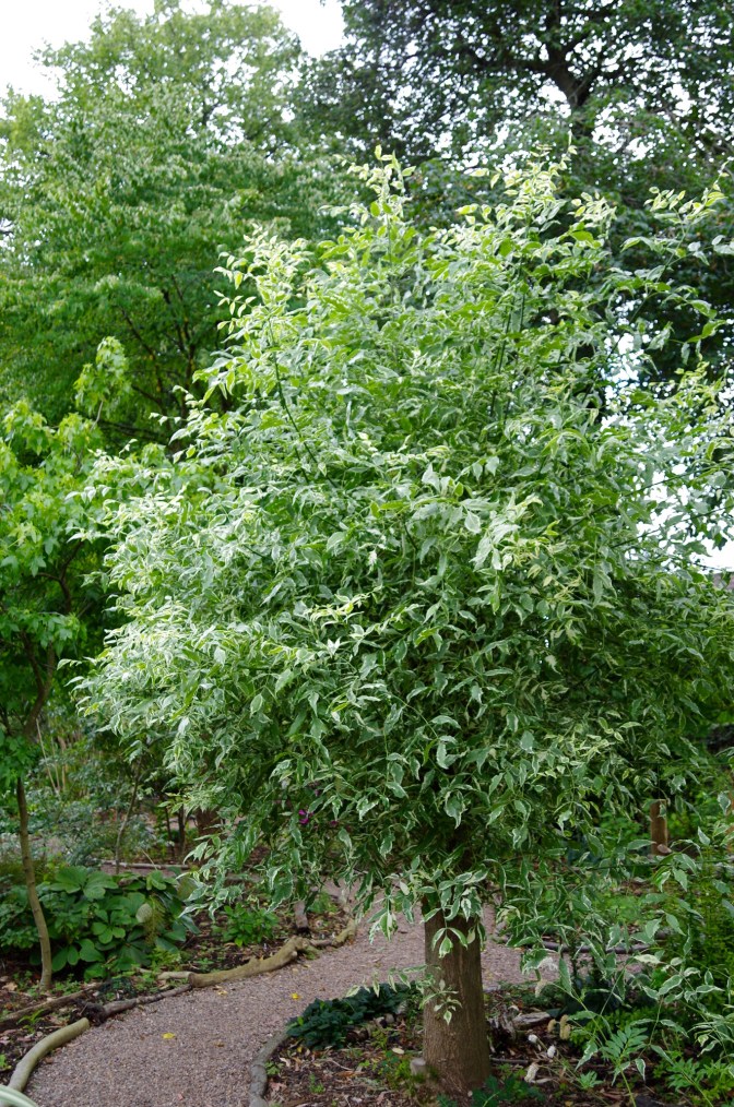 Fraxinus pensylvannica 'Variegata'