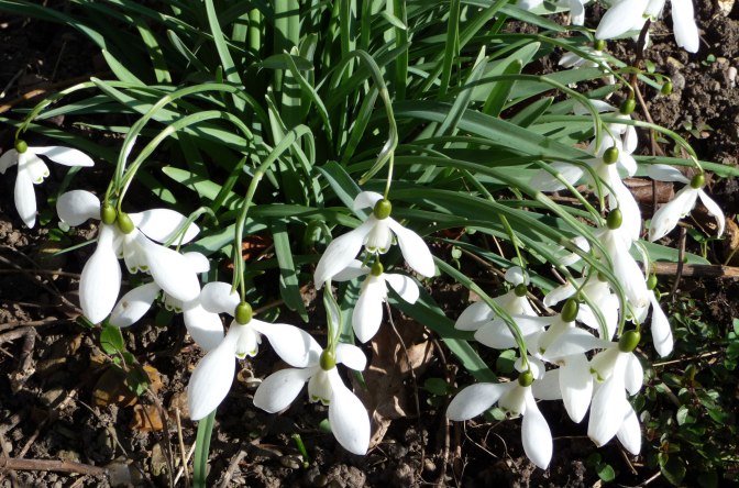 Galanthus-'Ketton'