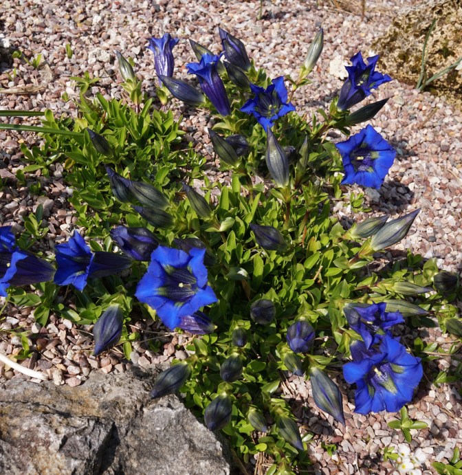 Gentiana acaulis