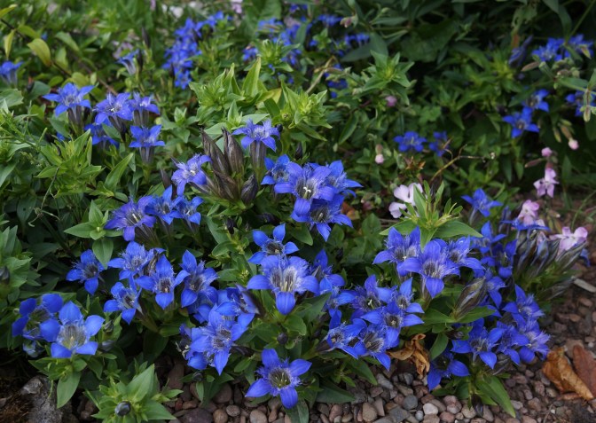 Gentiana septemfida