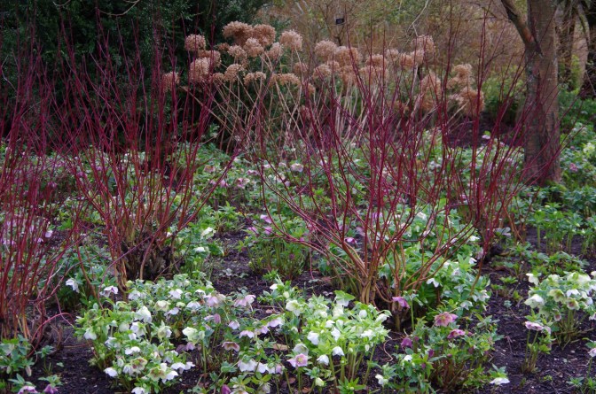 Hellebores en masse 4603