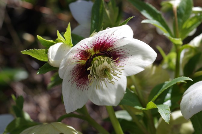 Helleborus