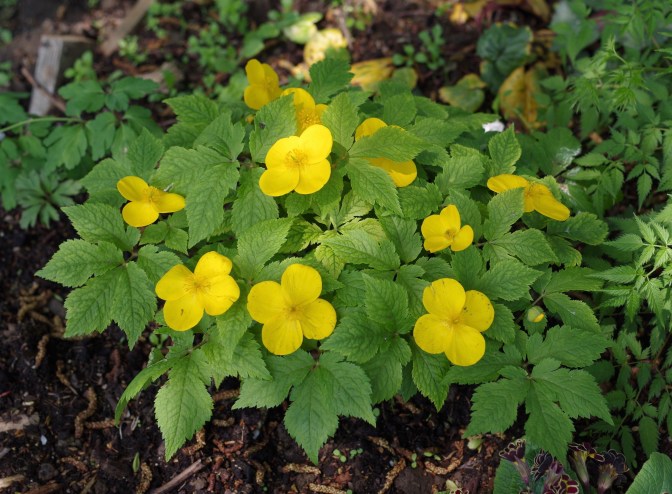 Hylomecon japonicum 4684