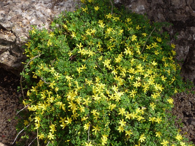 Jasminum parkeri best 4072