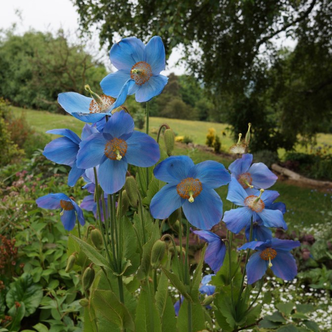 Meconopsis 'Lingholm'