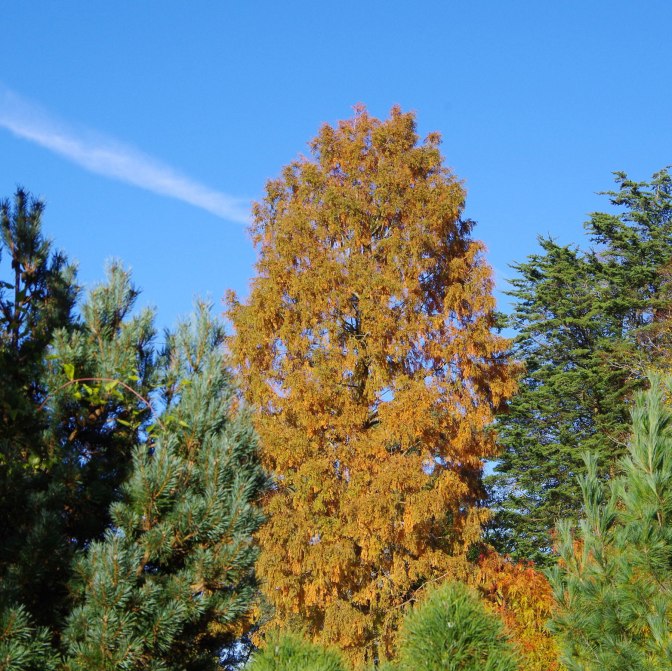 Metasequoia-glyptostroboides