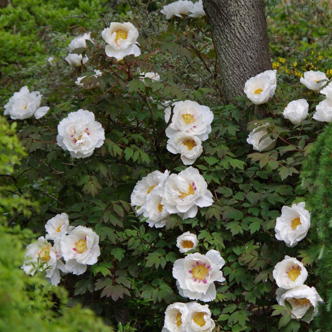 Paeonia-rockyi-2-4667