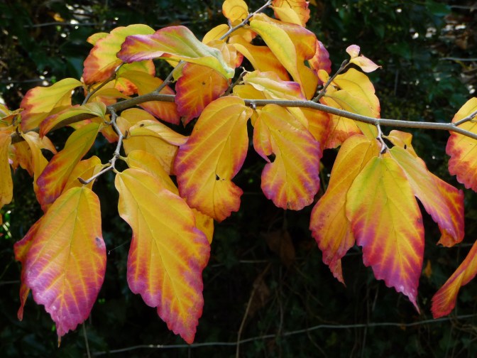 Parrotia persica