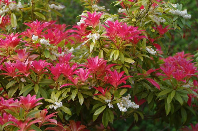 Pieris forrestii 2 4544