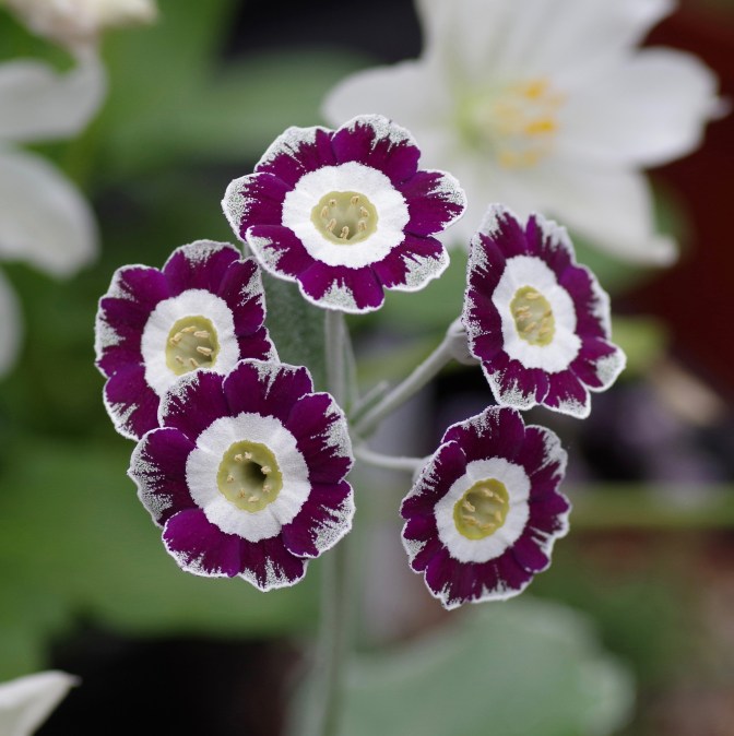 Primula auricula 'Mayhem'
