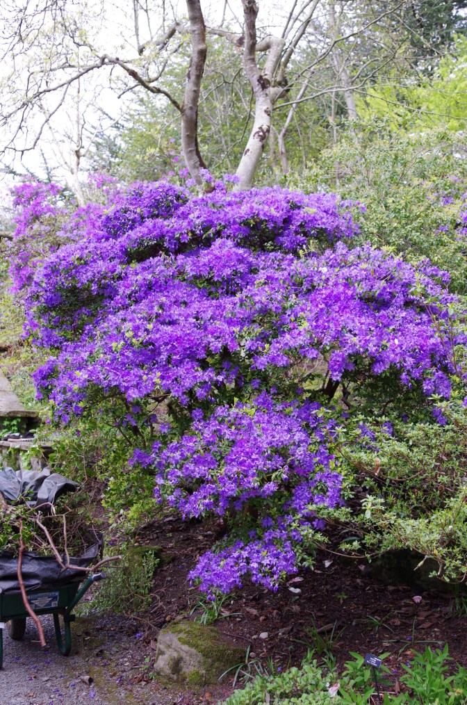 Rhododendron augustinii