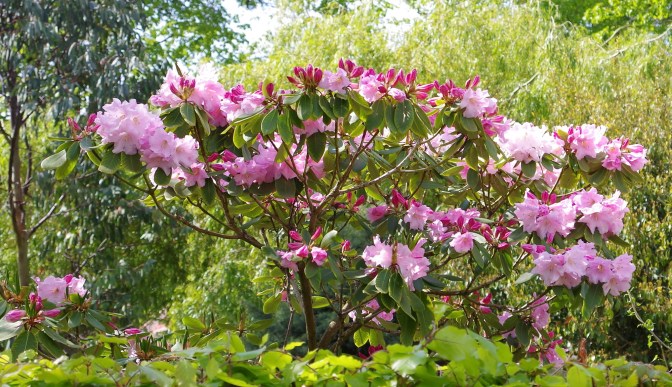 Rhododendron 'Naomi Pink Beauty'