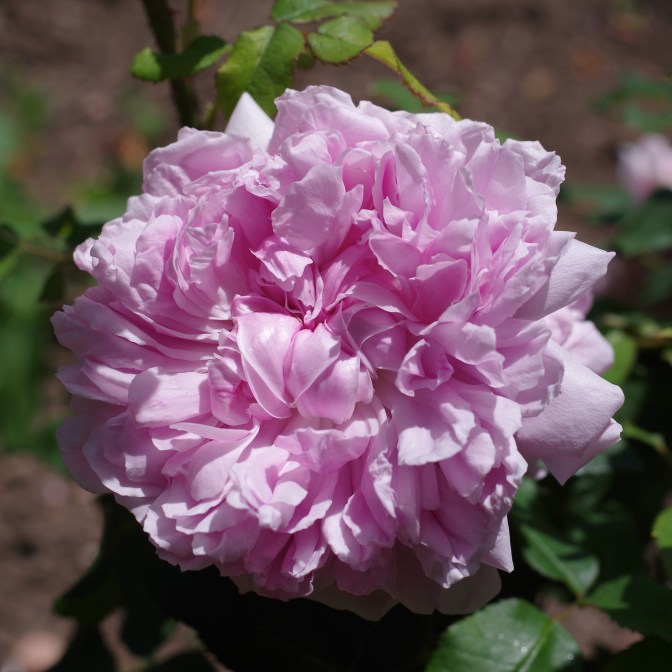 Rosa 'Empress Josephine'