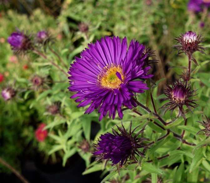 Symphyotrichum novae-angliae 'Helen Picton