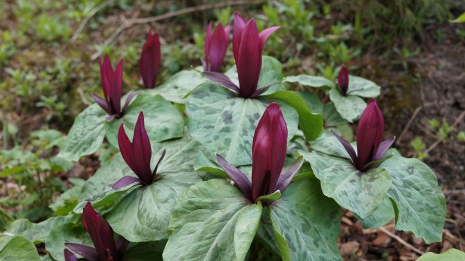 Trillium chloropetalum 4449