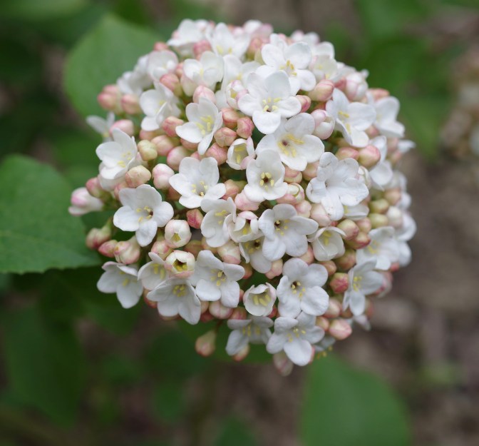 Viburnum x Carcephalum