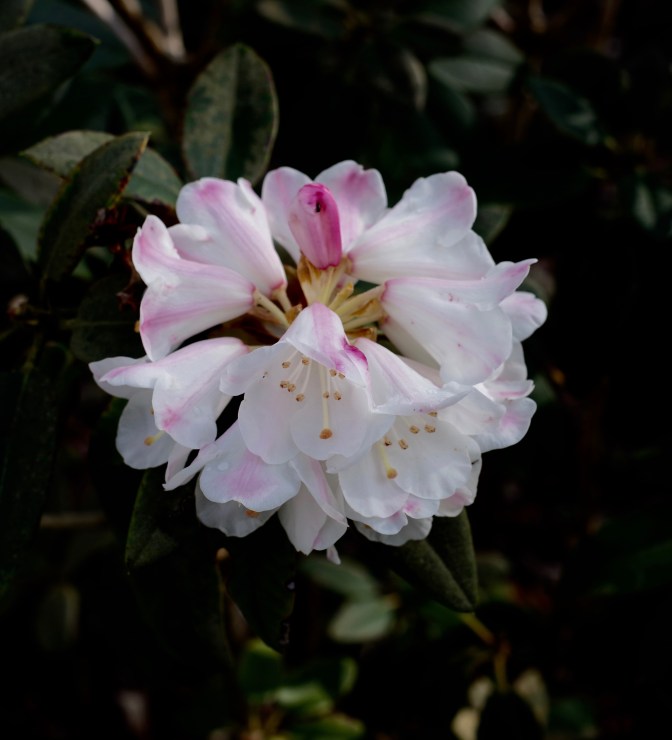 IMGP0099
