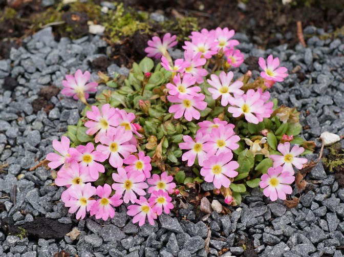 Primula clarkei