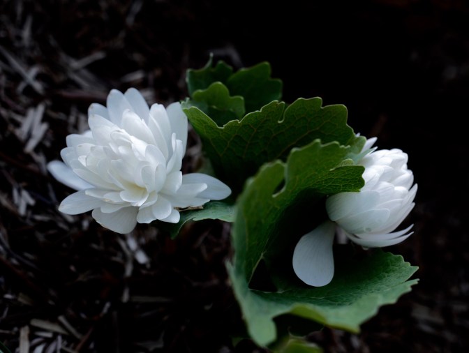 Sanguinaria