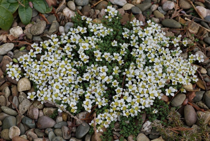Saxifraga opositifolia Alba