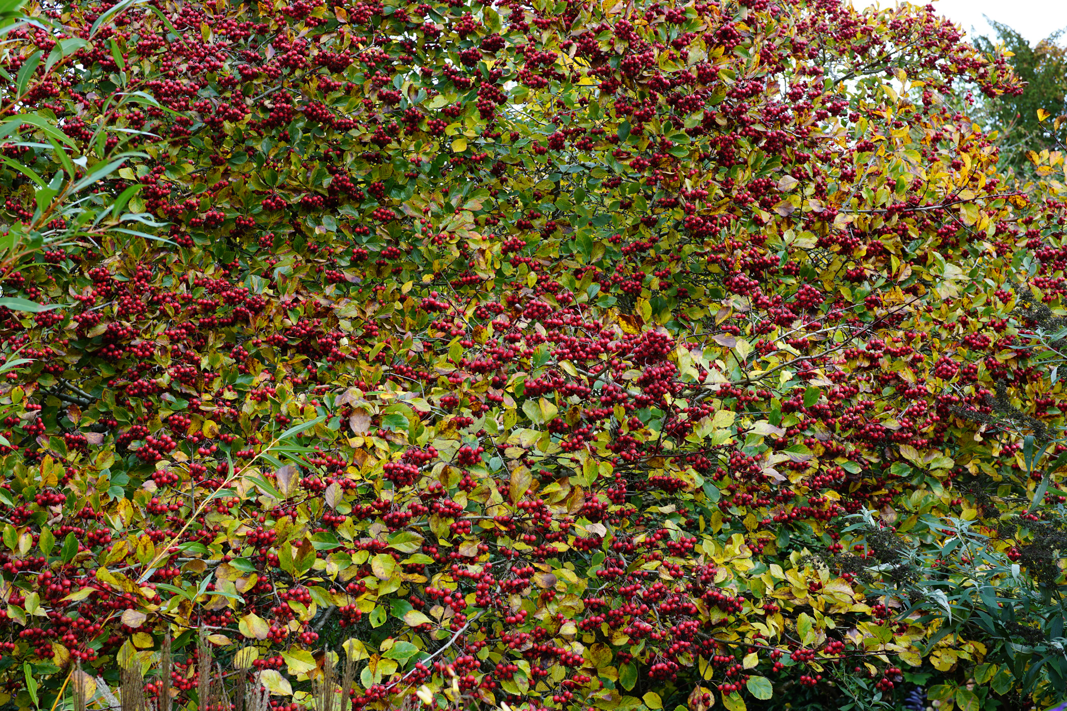 Crataegus prunifolia