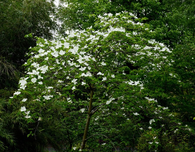 Eddies White Wonder 2