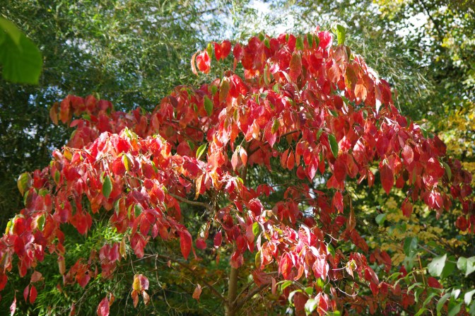 Eddies White Wonder in autumn