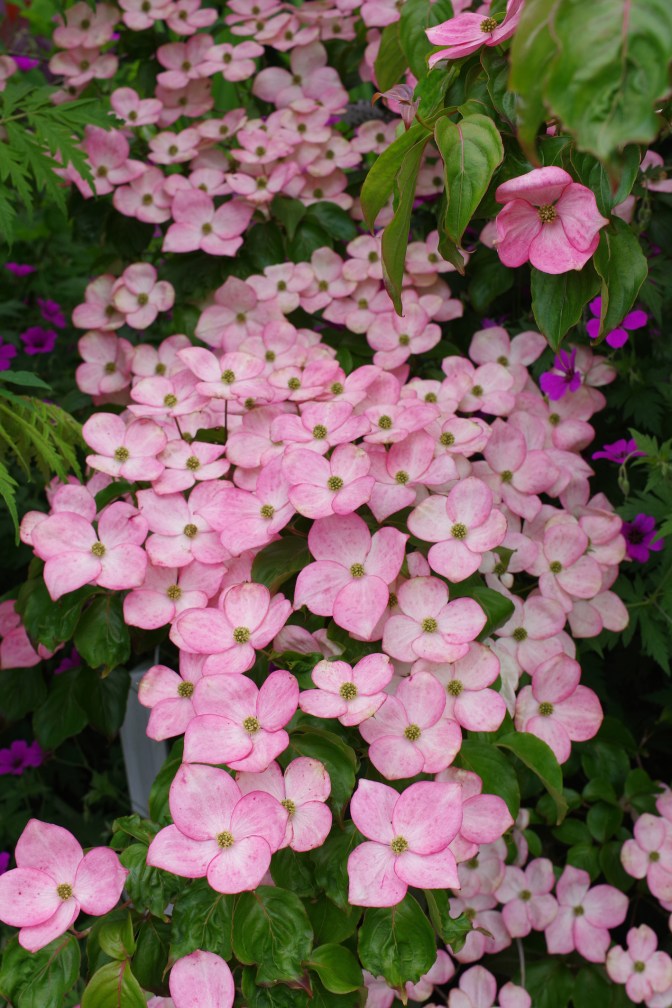 Cornus kousa 'Satomi'